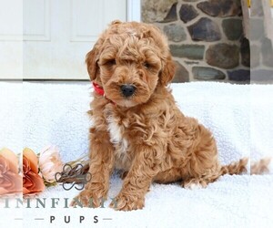 Goldendoodle (Miniature) Puppy for sale in GORDONVILLE, PA, USA