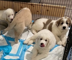 Central Asian Shepherd Dog-Unknown Mix Puppy for sale in SAN DIEGO, CA, USA