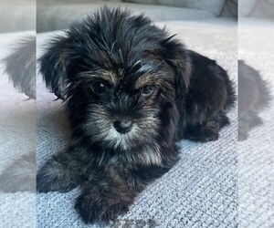 Yorkshire Terrier Puppy for sale in RENO, NV, USA