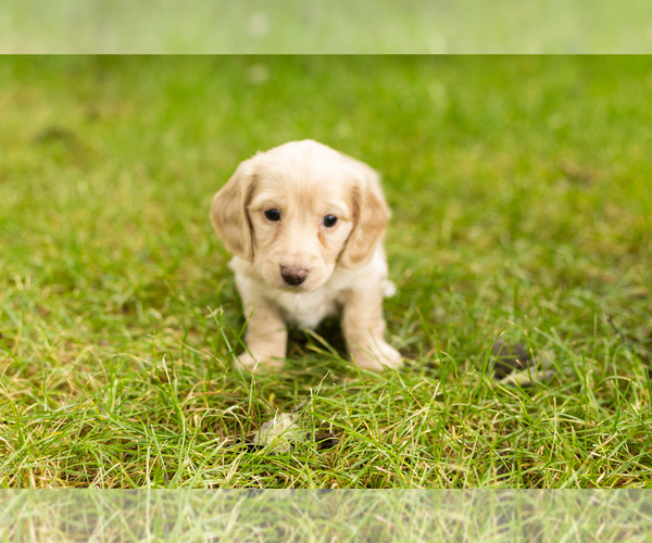 Medium Photo #3 Dachshund Puppy For Sale in MILFORD, IN, USA