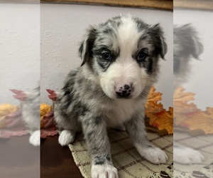 Border-Aussie Puppy for sale in LOMA, CO, USA