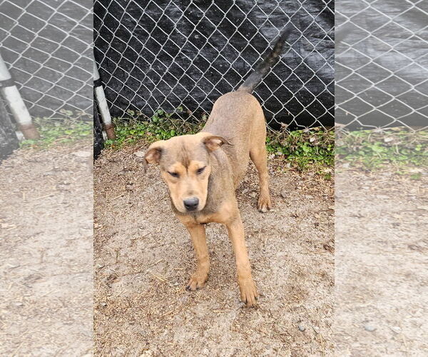 Medium Photo #6 Labrador Retriever-Unknown Mix Puppy For Sale in Tracy City, TN, USA