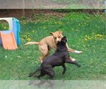 Small Photo #4 Labrador Retriever-Unknown Mix Puppy For Sale in Sebec, ME, USA