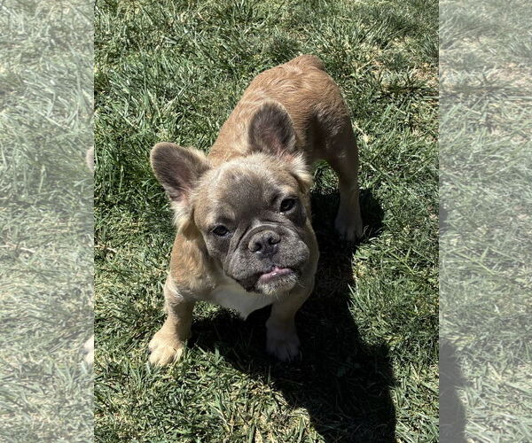 Medium Photo #2 French Bulldog Puppy For Sale in Hesperia, CA, USA