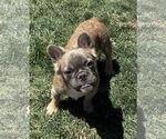 Small #1 French Bulldog