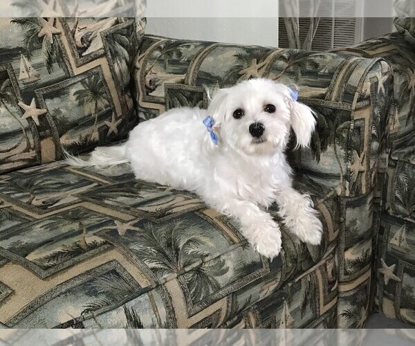 Medium Photo #1 Maltese Puppy For Sale in OCALA, FL, USA