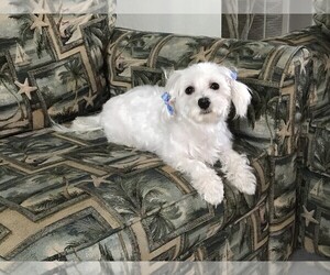 Mother of the Maltese puppies born on 04/17/2025