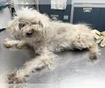 Small Poodle (Toy)