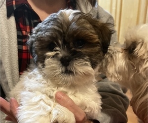 Mal-Shi Puppy for sale in FOX LAKE, IL, USA