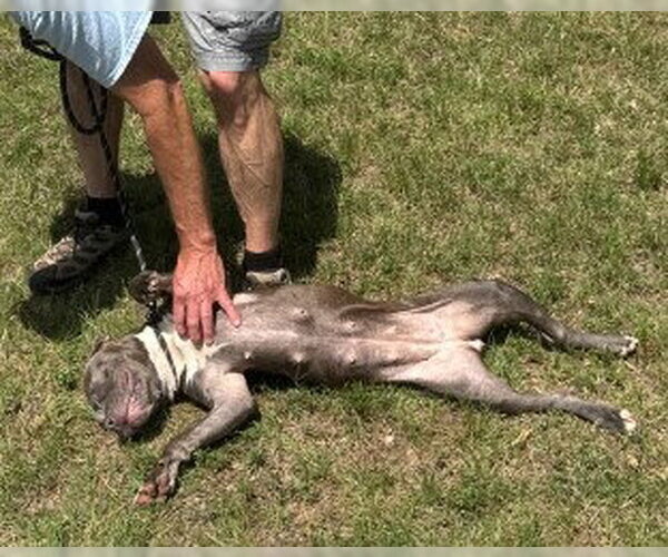 Medium Photo #2 Mutt Puppy For Sale in Glen Allen, VA, USA