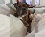 Small #5 Boxer Mix