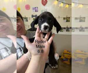 Johnson Rs : Ryder - Male Australian Shepherd-Boxer Mix Dog for Adoption - Photo #4