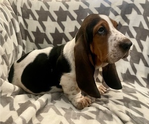 Basset Hound Puppy for Sale in VILLA RIDGE, Missouri USA