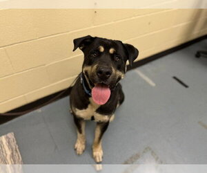 English Mastweiler Dogs for adoption in Denver, CO, USA