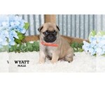 Small #15 Pug