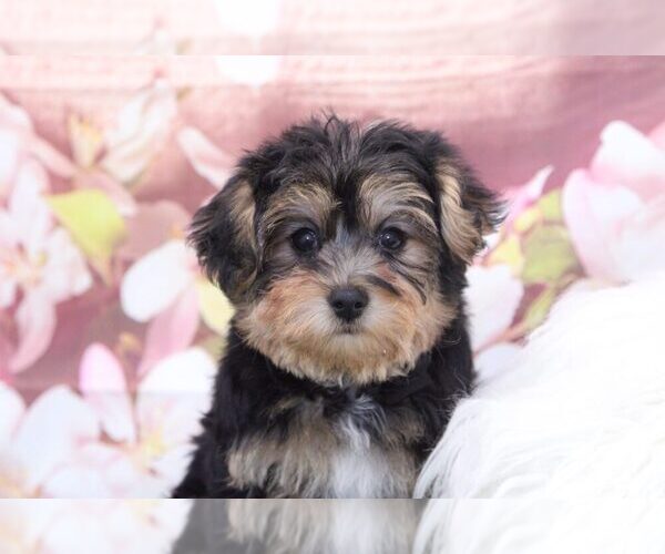 Medium Photo #2 YorkiePoo Puppy For Sale in MARIETTA, GA, USA