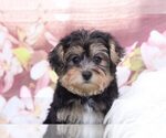 Small Photo #2 YorkiePoo Puppy For Sale in MARIETTA, GA, USA