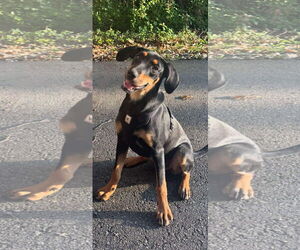 Mutt Dogs for adoption in Genesee, WI, USA