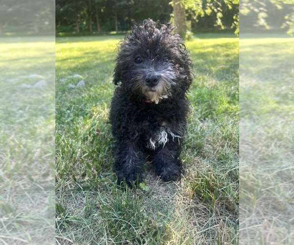 Medium Photo #34 Poodle (Miniature) Puppy For Sale in DURHAM, CT, USA