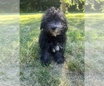 Small #33 Poodle (Miniature)