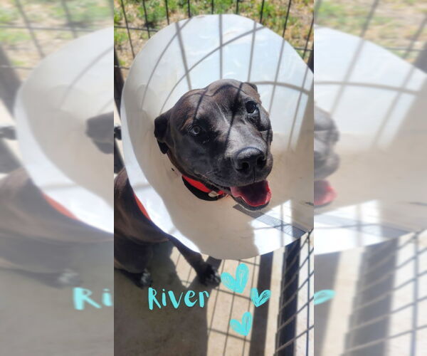 Medium Photo #2 American Pit Bull Terrier-Unknown Mix Puppy For Sale in Monte Vista, CO, USA