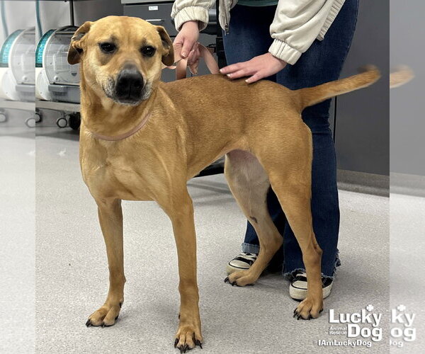 Medium Photo #3 Labrador Retriever-Unknown Mix Puppy For Sale in Washington, DC, USA