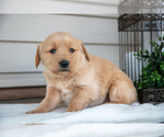 Puppy Russell Golden Retriever