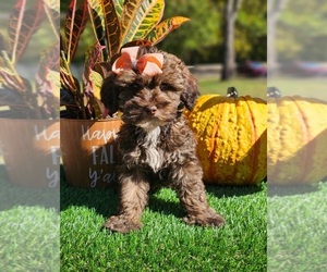 ShihPoo Puppy for sale in INDIANAPOLIS, IN, USA
