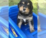 Small Photo #14 Bernedoodle Puppy For Sale in STEWARTSVILLE, NJ, USA