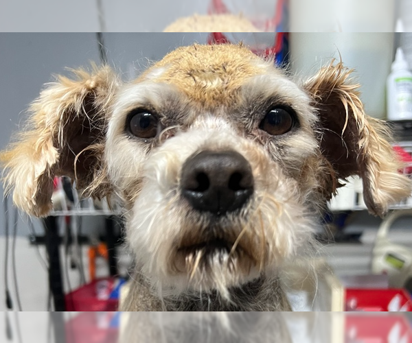 Medium Photo #2 Mutt Puppy For Sale in Studio City, CA, USA