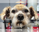 Small #1 Mutt