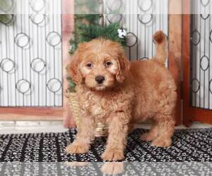 Goldendoodle (Miniature) Puppy for sale in NAPLES, FL, USA