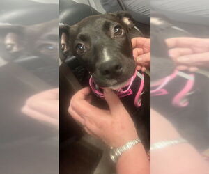 Peaches - Female Labrador Retriever-Unknown Mix Dog for Adoption - Photo #3