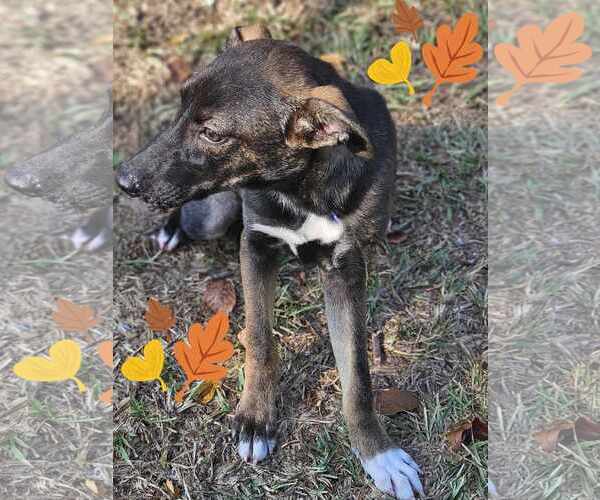 Medium Photo #28 Mutt Puppy For Sale in Wakefield, RI, USA