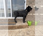 Small #3 Cane Corso