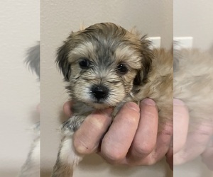 Morkie-Poodle (Toy) Mix Puppy for sale in OREGON CITY, OR, USA