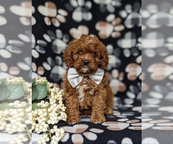 Medium Photo #5 Cavapoo Puppy For Sale in QUARRYVILLE, PA, USA
