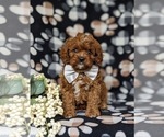 Small Photo #5 Cavapoo Puppy For Sale in QUARRYVILLE, PA, USA