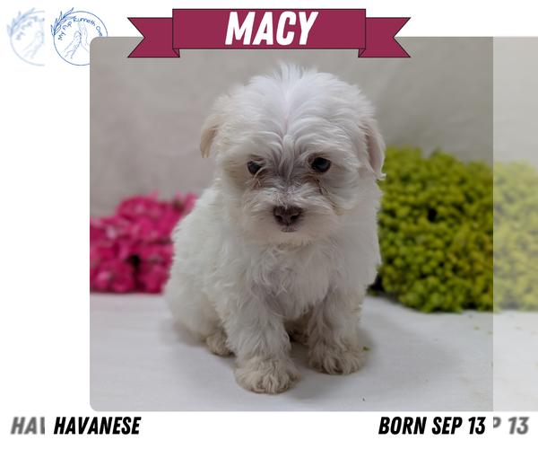 Medium Photo #2 Havanese Puppy For Sale in GOSHEN, IN, USA
