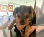 Small Photo #10 Morkie Puppy For Sale in NEW PORT RICHEY, FL, USA