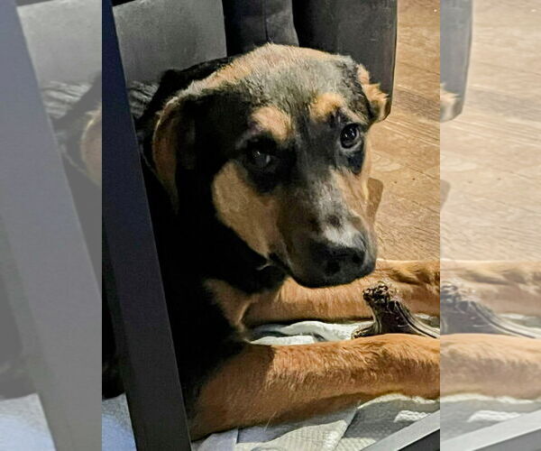 Medium Photo #5 German Shepherd Dog-Unknown Mix Puppy For Sale in columbia, SC, USA