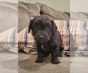 Aussiedoodle Miniature  Puppy for sale in HARRODSBURG, KY, USA