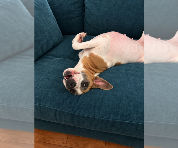 Medium Photo #2 Boxer-Unknown Mix Puppy For Sale in Euless, TX, USA