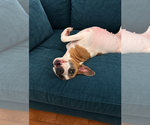 Small Photo #2 Boxer-Unknown Mix Puppy For Sale in Euless, TX, USA
