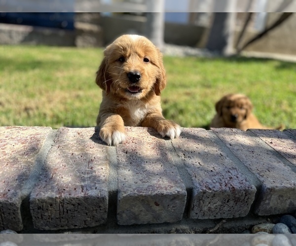 Medium Photo #4 Golden Retriever Puppy For Sale in NORCO, CA, USA
