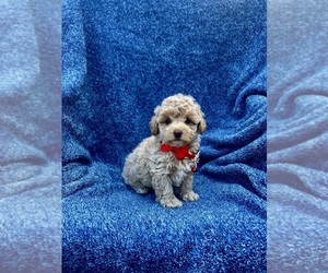 Poodle (Toy) Puppy for sale in JEFFERSONVILLE, IN, USA