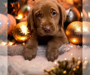 Labrador Retriever Puppy for Sale in NEOLA, West Virginia USA