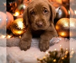 Small Labrador Retriever