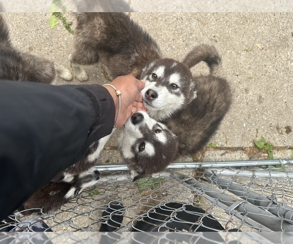 Medium Photo #3 Alaskan Malamute Puppy For Sale in WARREN, MI, USA