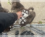 Small #2 Alaskan Malamute
